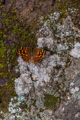 Pararge aegeria pertenece a la familia Nymphalidae.