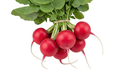 Isolated Fresh Radishes