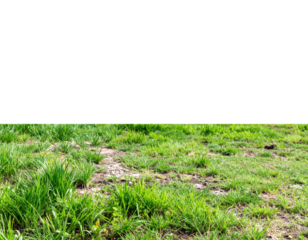Banner grass field for composition isolated on background with mask. 3d rendering  