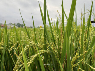 Rice plants in the rice fields. The rice fields are under the blue sky. Rice grows in the rice fields.