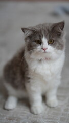 Kitten lying on a rug
