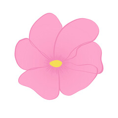 pink carnation flower