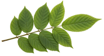 Isolated Green Leaves on Branch