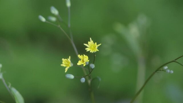 Common tansy flower blowing in the wind, yellow tansy flower and buds, small buds of groundsel surrounded by a green background, Lapsana communis in full bloom, filigree flower