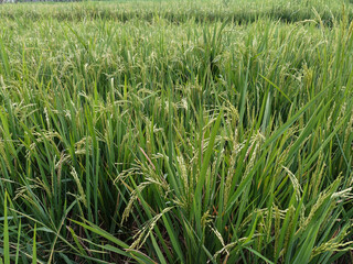Rice plants in the rice fields. The rice fields are under the blue sky. Rice grows in the rice fields.