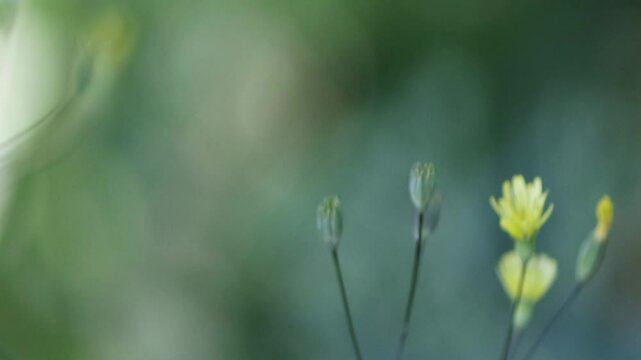 Common spleenwort flowers, common spleenwort flower, small buds of common spleenwort surrounded by a green background, Lapsana communis in full bloom