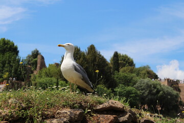 Seagull sitting on a grass in Rome. Larus cachinnans