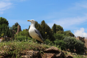 Seagull sitting on a grass in Rome. Larus cachinnans