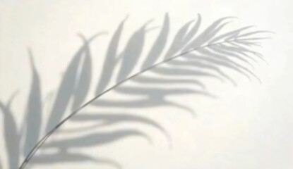 Silhouette of a leaf. Shadow. Decoration. Design material. Natural.