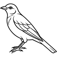 Fototapeta premium Simple Weaver Bird Monoline Artwork