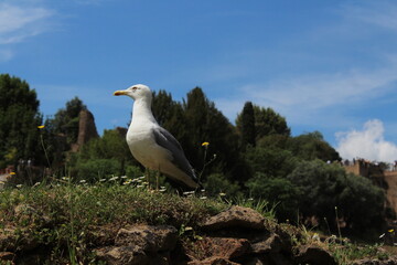 Fototapeta premium Seagull sitting on a grass in Rome. Larus cachinnans
