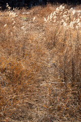 群馬県で撮影した冬のすすきと畔道の風景。黄金色に輝く穂が冬の光に照らされ、静かな農村の情景を描く。晩秋から初冬の季節感を感じさせ、旅行や観光、自然素材として幅広く利用可能な日本の田園風景。


