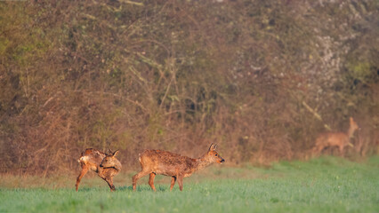 Roe deer does and arriving in a plain and a young male grooming. Capreolus capreolus, Sologne, Loiret 45, région Centre Val de Loire, France, European Union, Europe