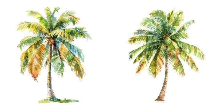 coconut tree watercolor vector illustration