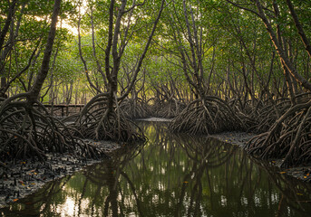 Mystical Pathways Through the Mangrove Forest