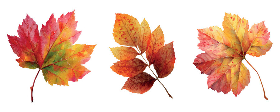 Set of watercolor autumn leaves png. Autumn leaf of maple, chestnut and aspen. Colorful red-brown tree leaves. Concept of autumn leaf fall etc. Autumn natural elements watercolor. Vector illustration.