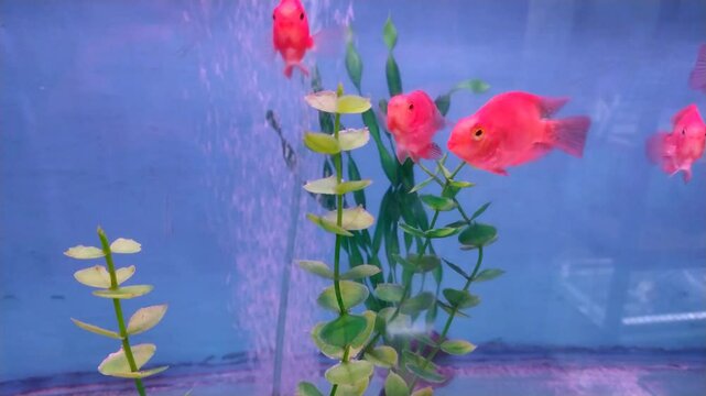 Blood Red Parrot Cichlid Fry Swimming Among Plants in Aquarium