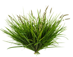 Bunch of wild grass. Green tufts isolated on transparent background. Blades of grass  