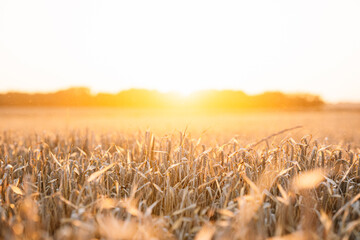Golden sunset illuminating wheat field ready for harvest
