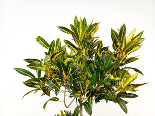 Croton plant, also known as Puring or Codiaeum variegatum with white background