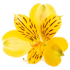 Isolated on white background Beautiful yellow Alstroemeria flower showcasing delicate petals