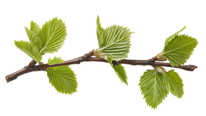 Fresh Green Leaves on Branch: A close-up shot reveals delicate fresh green leaves flourishing on a slender branch, highlighting the renewal and vitality of nature.
