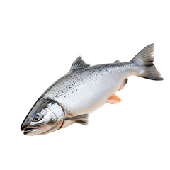 Obraz premium A silver salmon isolated on black background showcasing its scales fins and body details