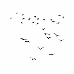 flock of birds