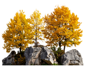 Group of deciduous trees among the rocks. Cutout yellow trees in autumn isolated on t  