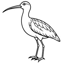 Whimbrel Bird Contour Art in Vector Style