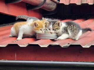 Small kittens, an orange, a grey tabby, and a white and grey, are gathered around a bowl, drinking...