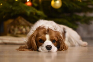 Cavalier King Charles Spaniel Under Christmas Tree