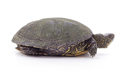 One old turtle.