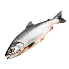 Obraz premium Fresh silver salmon fish isolated on black background beautiful aquatic animal seafood wildlife ocean nature food ingredient