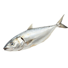 A single whole fish on a black background a detailed view of its scales and fins