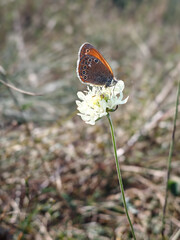 Close-up of a Small Heath butterfly (Coenonympha pamphilus) perched on a white clover flower in a...
