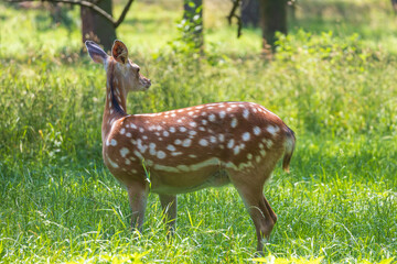 Young European Fallow Deer - Dama dama in sunny forest