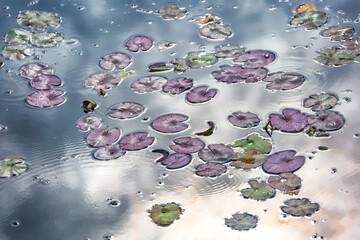 Beautiful lotus with green leaves in the pond. A close-up of a beautiful water lily plant in the water in the pond on a summer day.