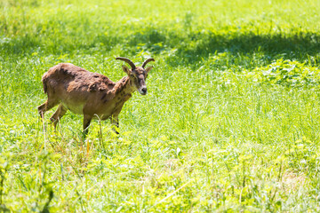 Mouflon - Ovis aries musimon with young is in the grass in the forest