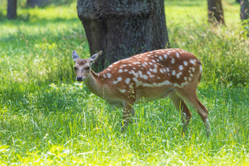 Young European Fallow Deer - Dama dama in sunny forest
