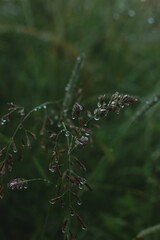 morning dew on the grass