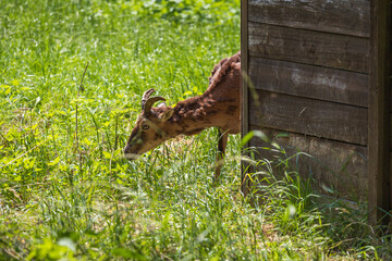 Mouflon - Ovis aries musimon with young is in the grass in the forest