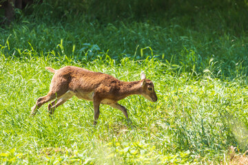 Mouflon - Ovis aries musimon with young is in the grass in the forest