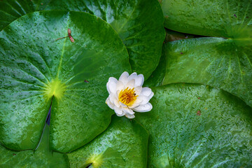 Beautiful lotus with green leaves in the pond. A close-up of a beautiful water lily plant in the...