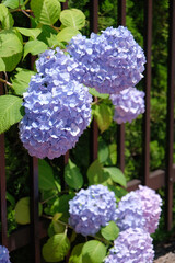 blue Hydrangea flowers in the street through metal fence in Kobe, Japan