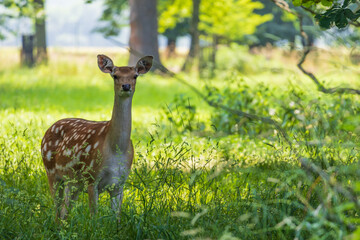 Young European Fallow Deer - Dama dama in sunny forest