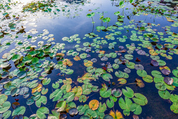 Beautiful lotus with green leaves in the pond. A close-up of a beautiful water lily plant in the water in the pond on a summer day.