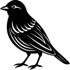 Illustration of a black bird standing on a white background