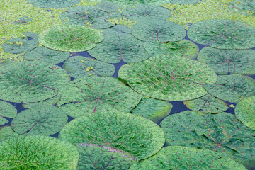 Beautiful lotus with green leaves in the pond. A close-up of a beautiful water lily plant in the water in the pond on a summer day.