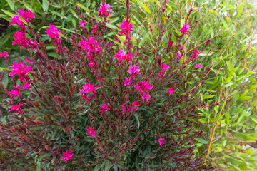 Flowering bush with pink blossoms Corsica Sagone 11 June 2025